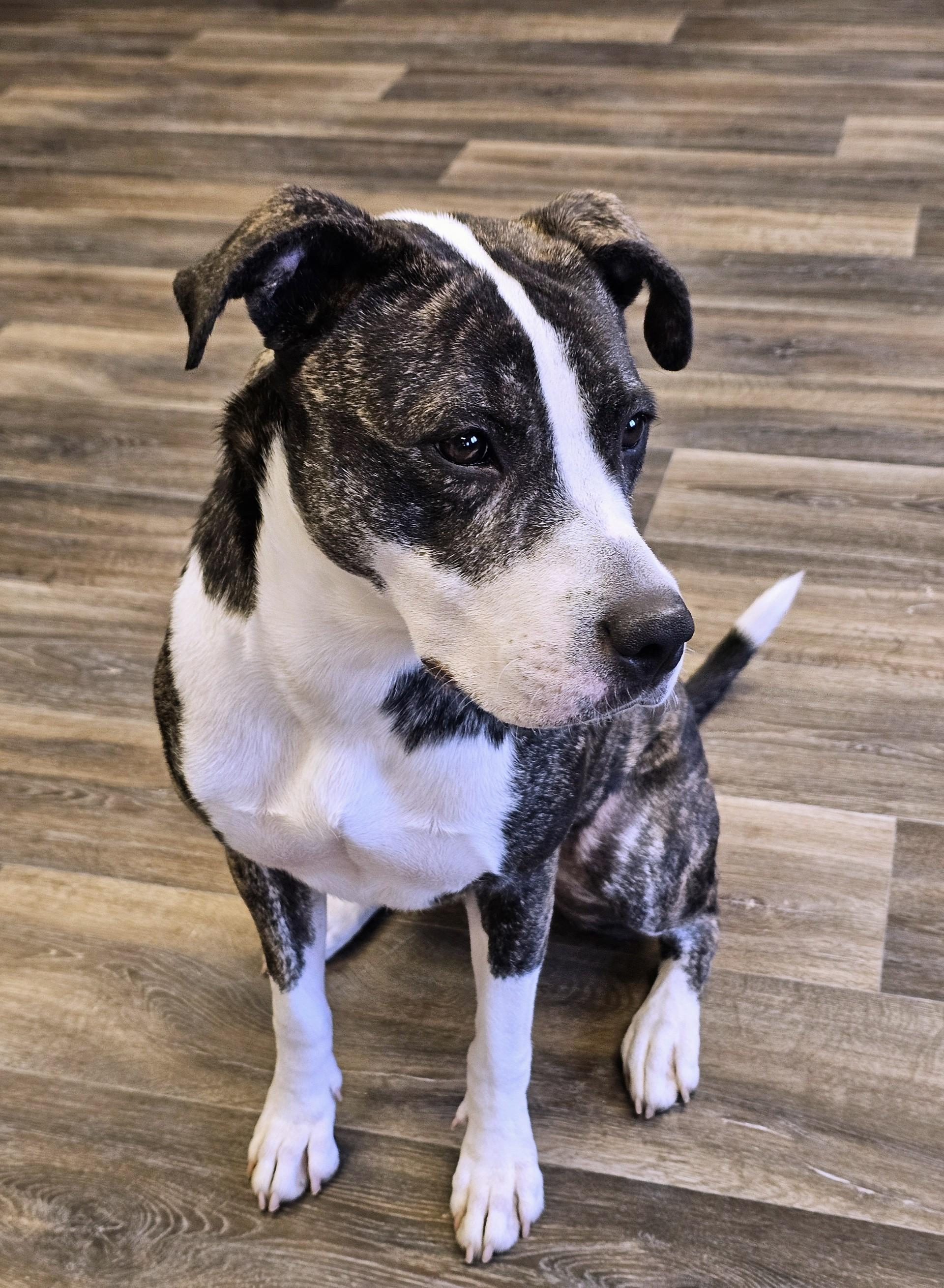 Enlarge Rhoda, a Adoptable mixed breed in Bay City, MI image 1/4