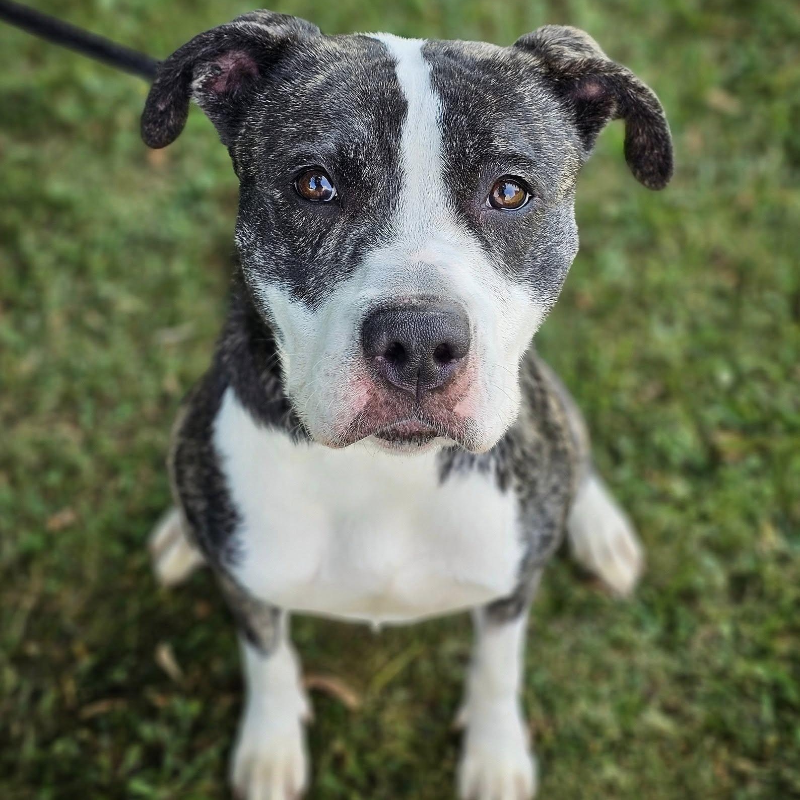 Rhoda, Adoptable, Adult Female Pit Bull Terrier.