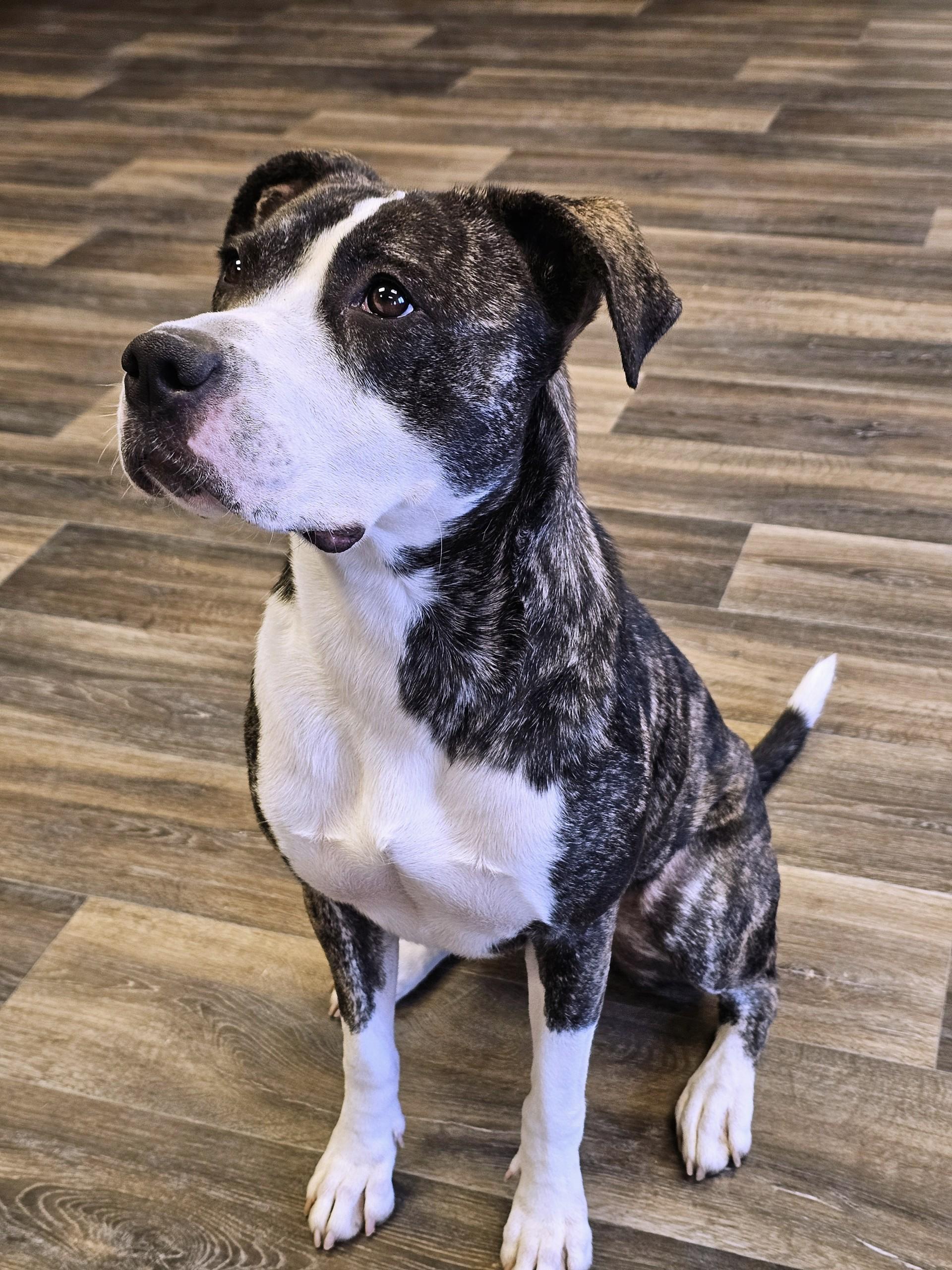 Enlarge Rhoda, a Adoptable mixed breed in Bay City, MI image 2/4
