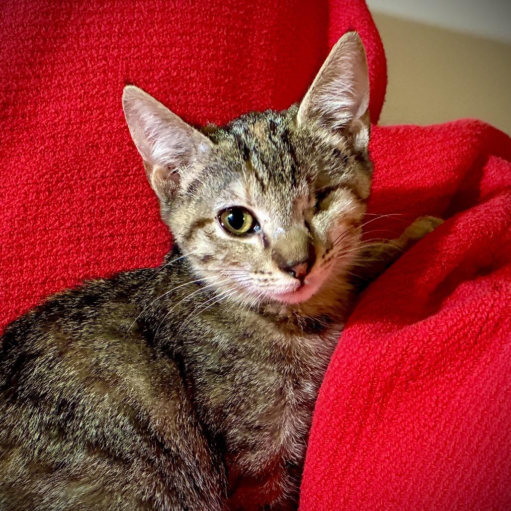 Poppy, Adoptable, Kitten Female Domestic Short Hair.