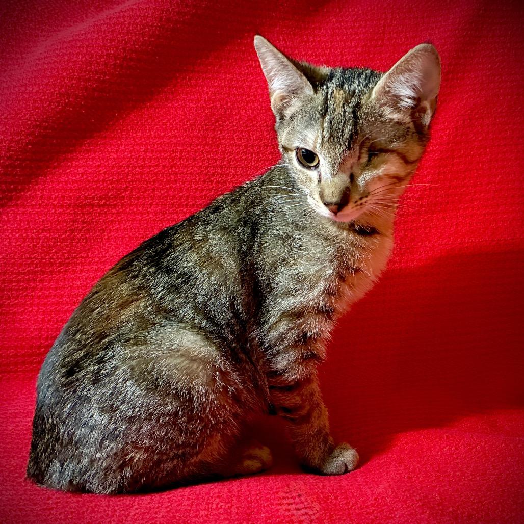 Enlarge Poppy, a Adoptable Domestic Short Hair in Richmond, VA image 2/5