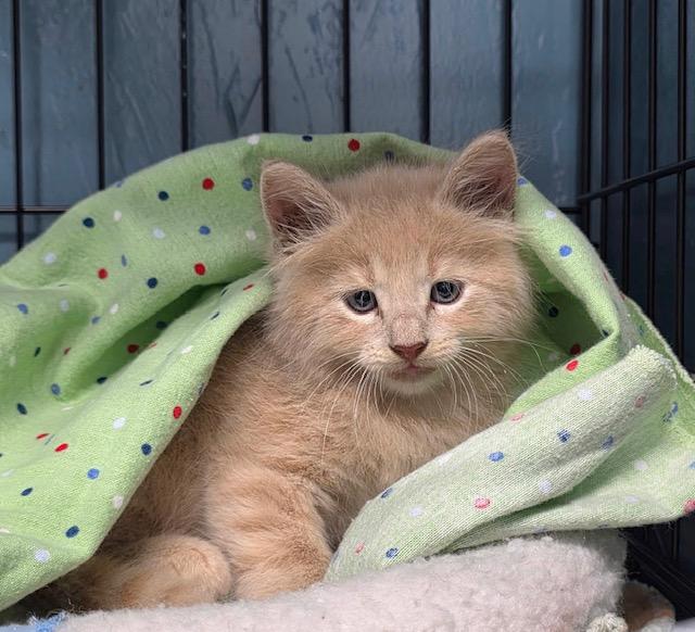 Enlarge Beckham, a Adoptable Domestic Long Hair in Lafayette, LA image 3/5