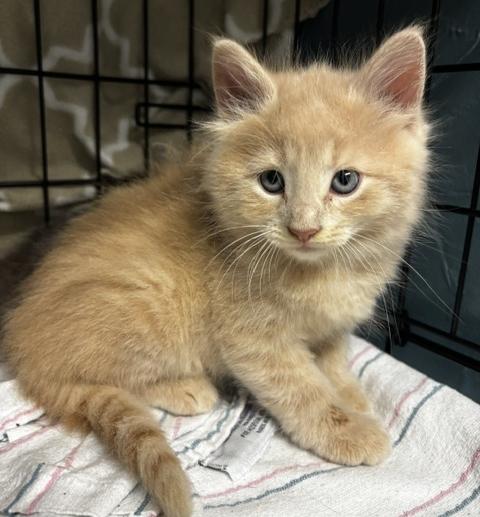 Beckham, Adoptable, Kitten Male Domestic Long Hair.