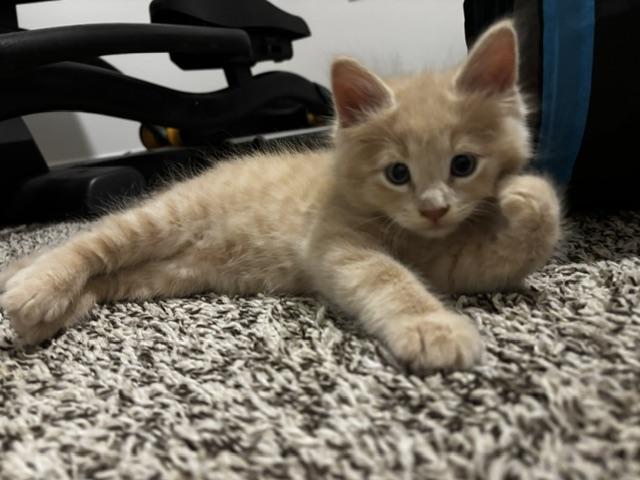 Enlarge Beckham, a Adoptable Domestic Long Hair in Lafayette, LA image 4/5