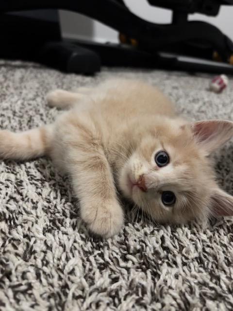 Enlarge Beckham, a Adoptable Domestic Long Hair in Lafayette, LA image 2/5