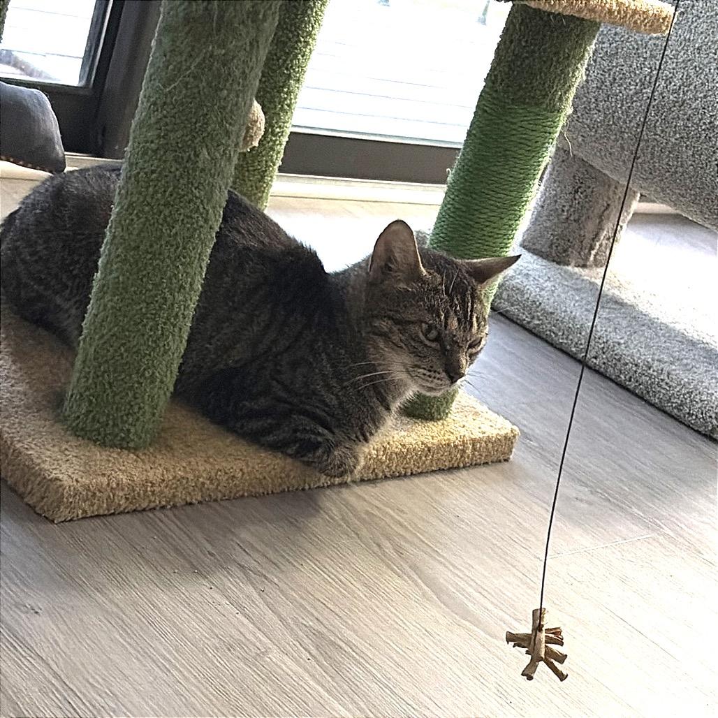 Enlarge Peep, a Adoptable Domestic Short Hair in Monroe, MI image 1/3