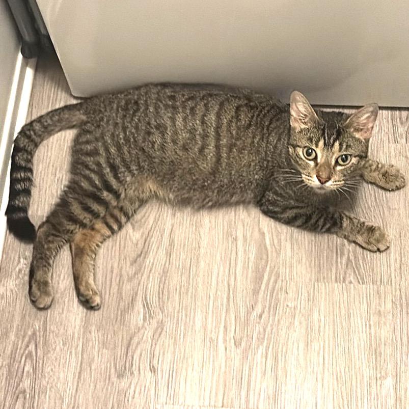 Enlarge Peep, a Adoptable Domestic Short Hair in Monroe, MI image 2/3