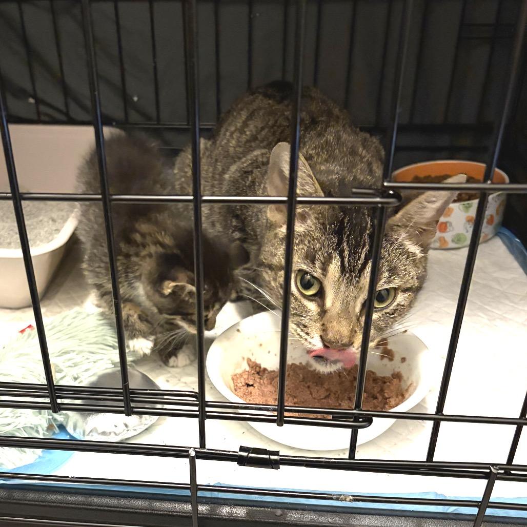 Enlarge Peep, a Adoptable Domestic Short Hair in Monroe, MI image 3/3