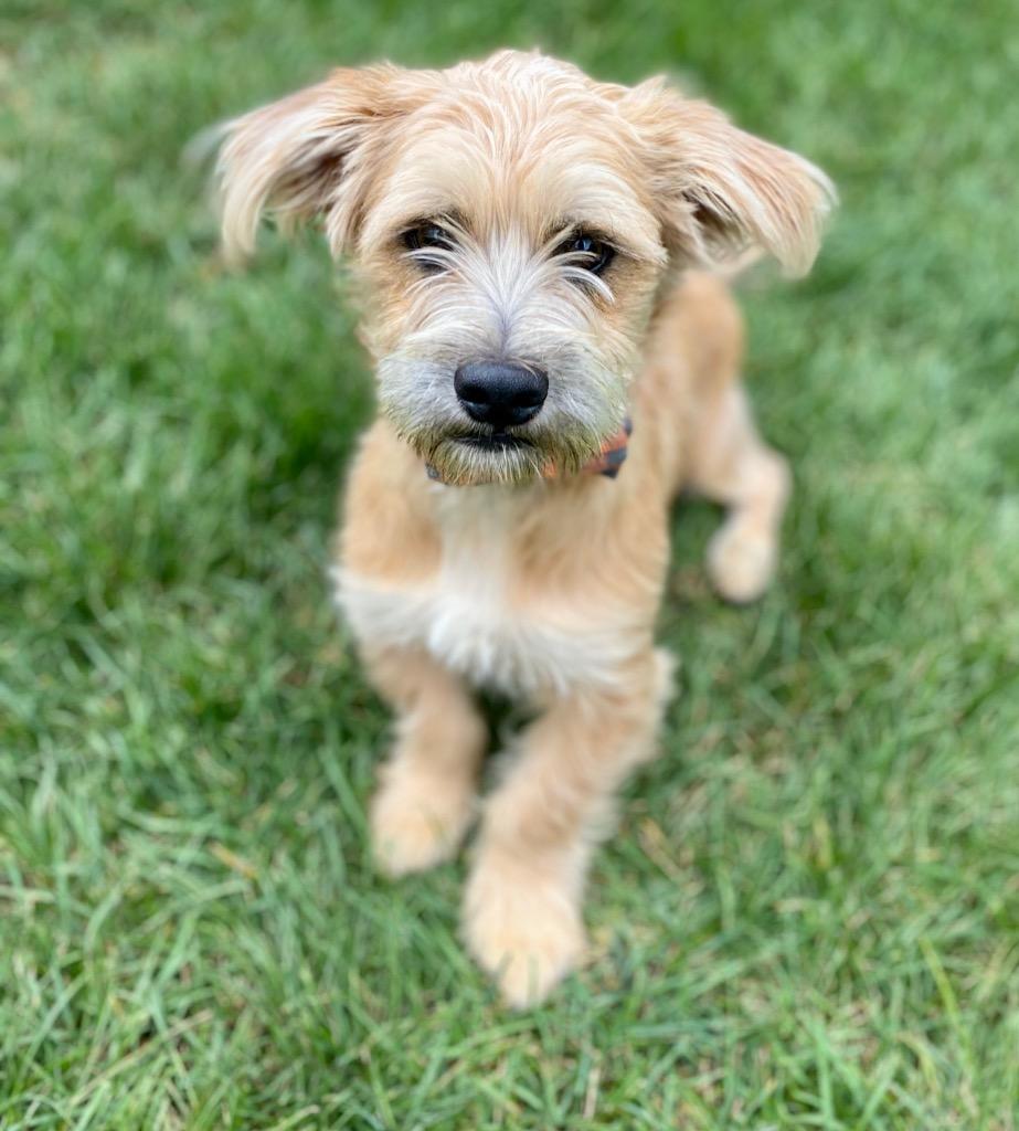 Wrigley, Adopted, Adult Male Wirehaired Terrier & Mixed Breed.