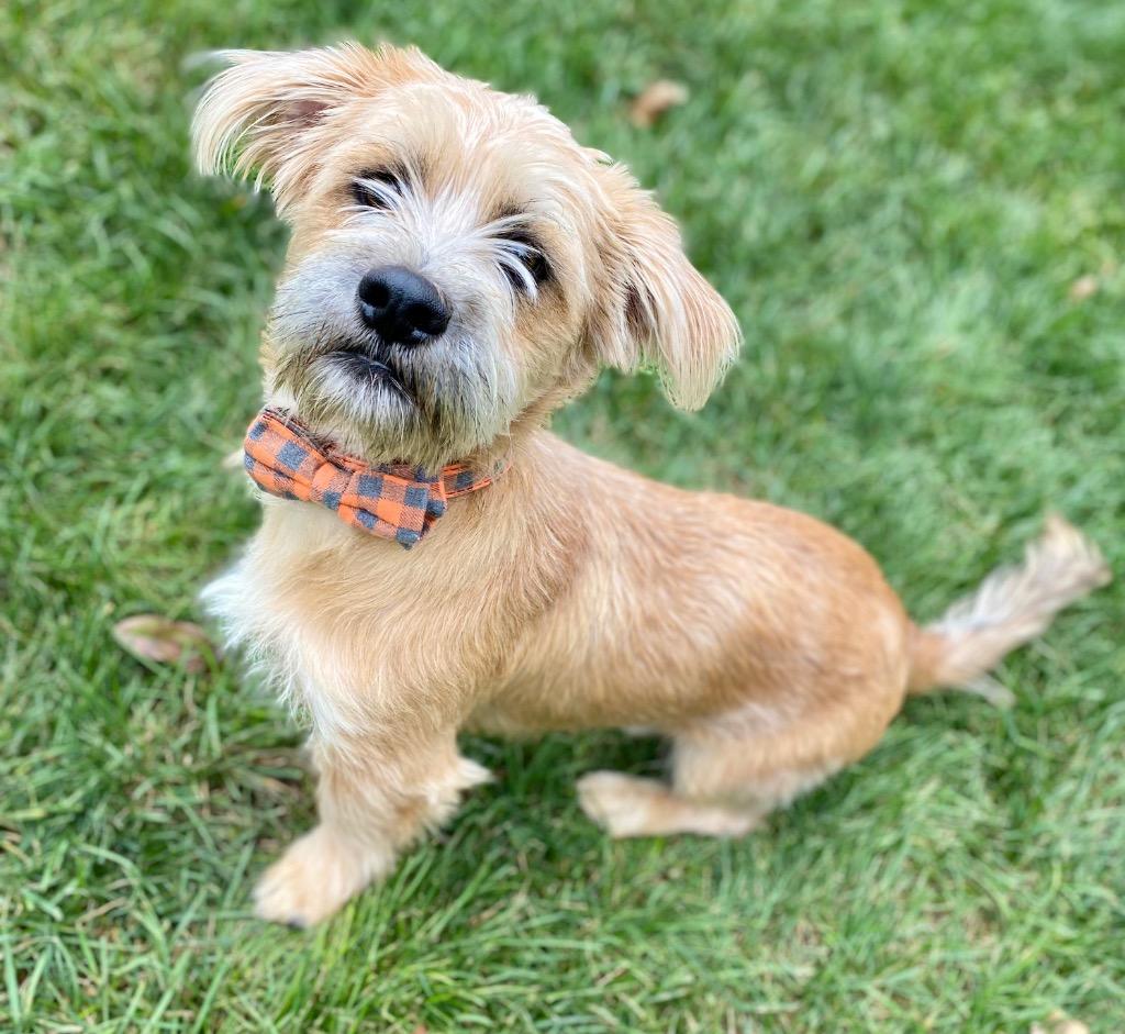 Enlarge Wrigley, a Adopted mixed breed in Urbandale, IA image 2/3