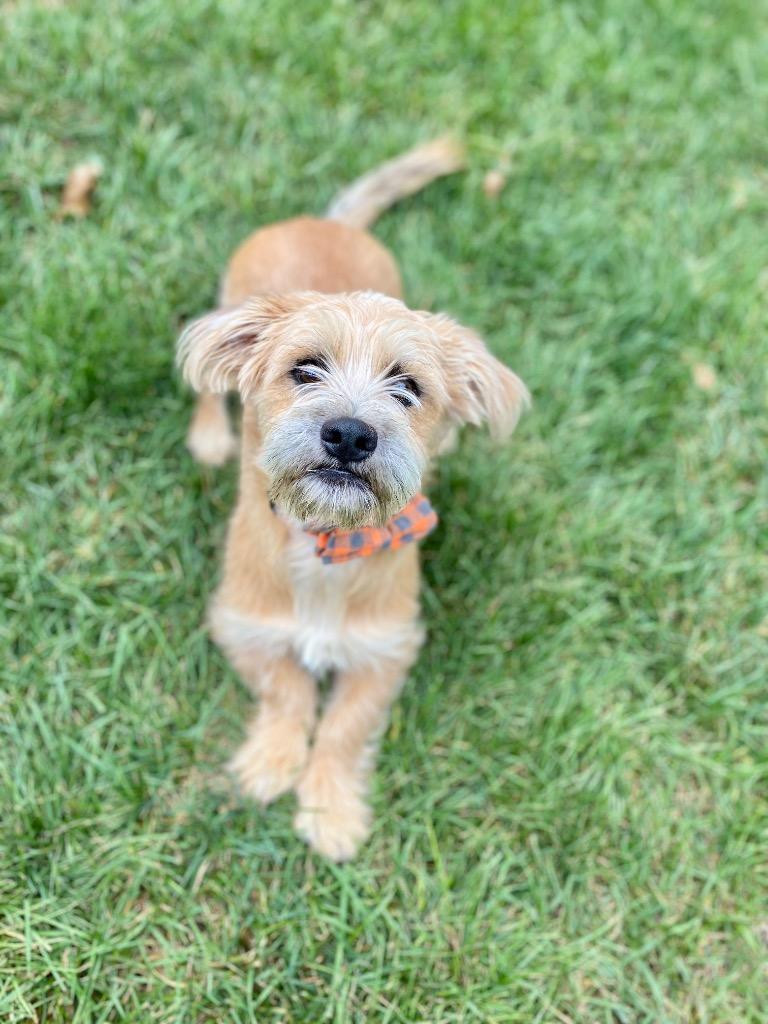 Enlarge Wrigley, a Adopted mixed breed in Urbandale, IA image 3/3