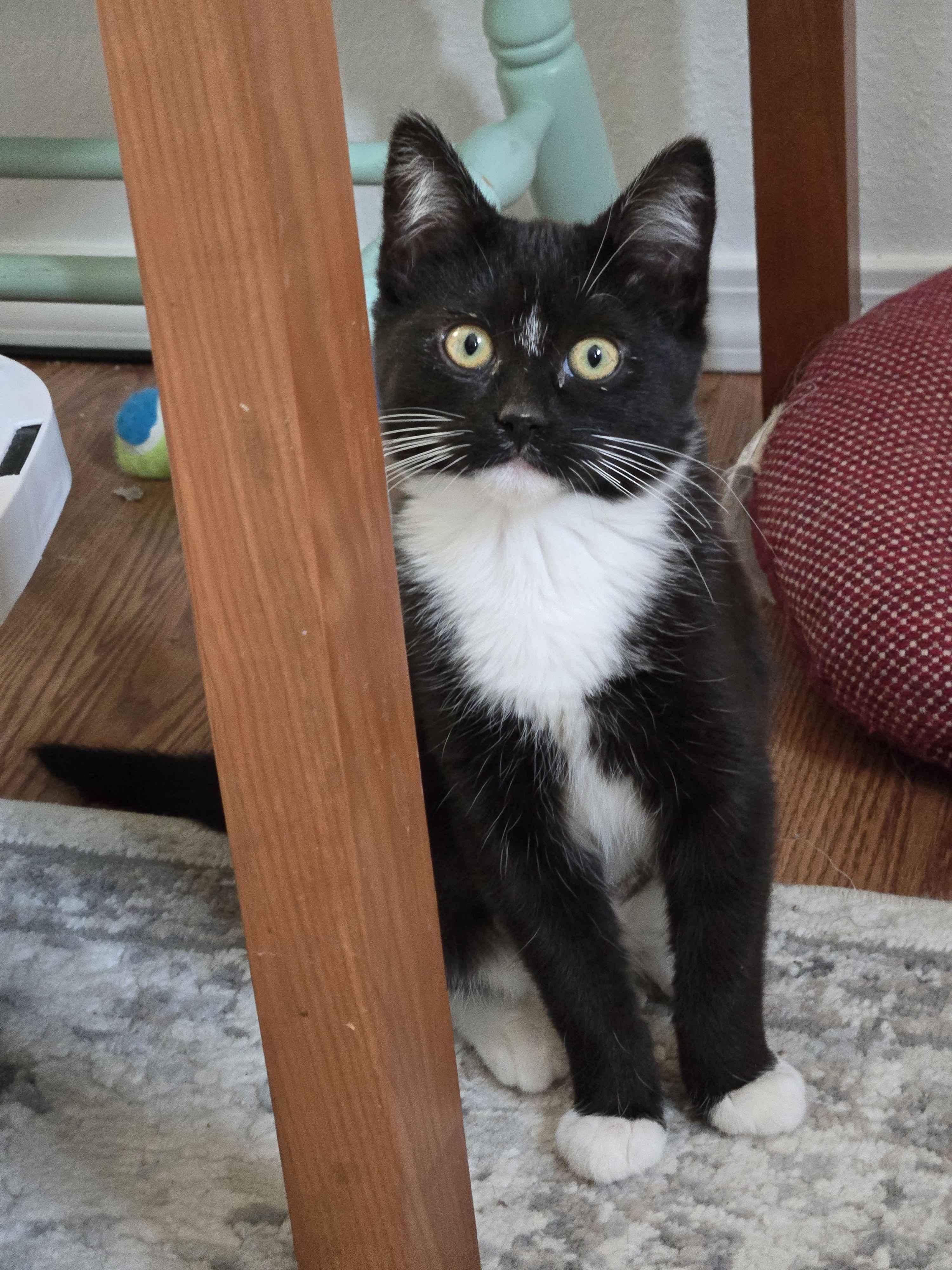 Renee, an adopted Tuxedo in Pasco, WA image 2/2