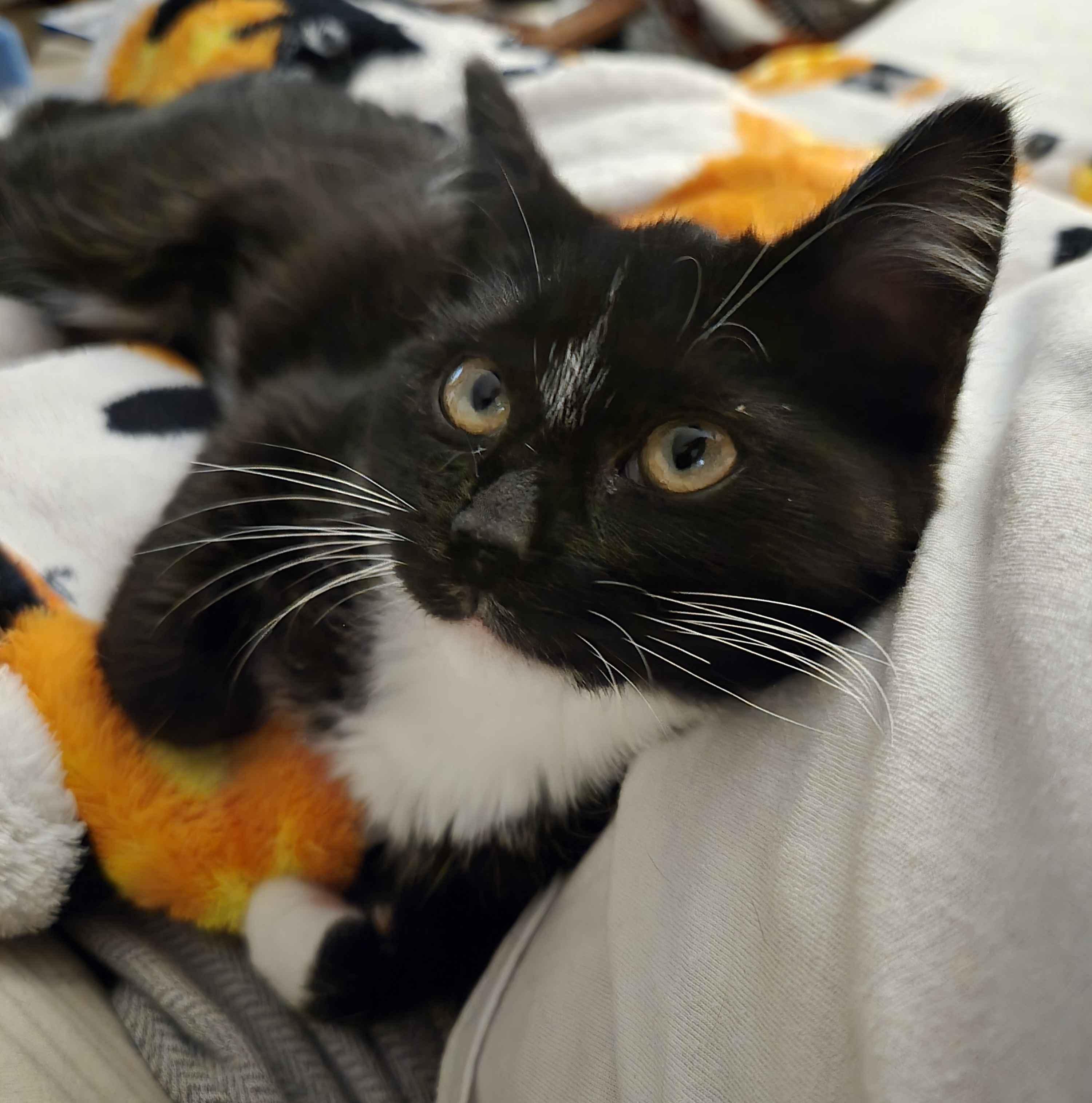 Renee, adopted, Kitten Female Tuxedo.