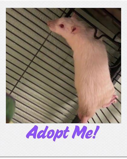 Enlarge Damon, a Adoptable Rat in Lowell, MA image 1/1