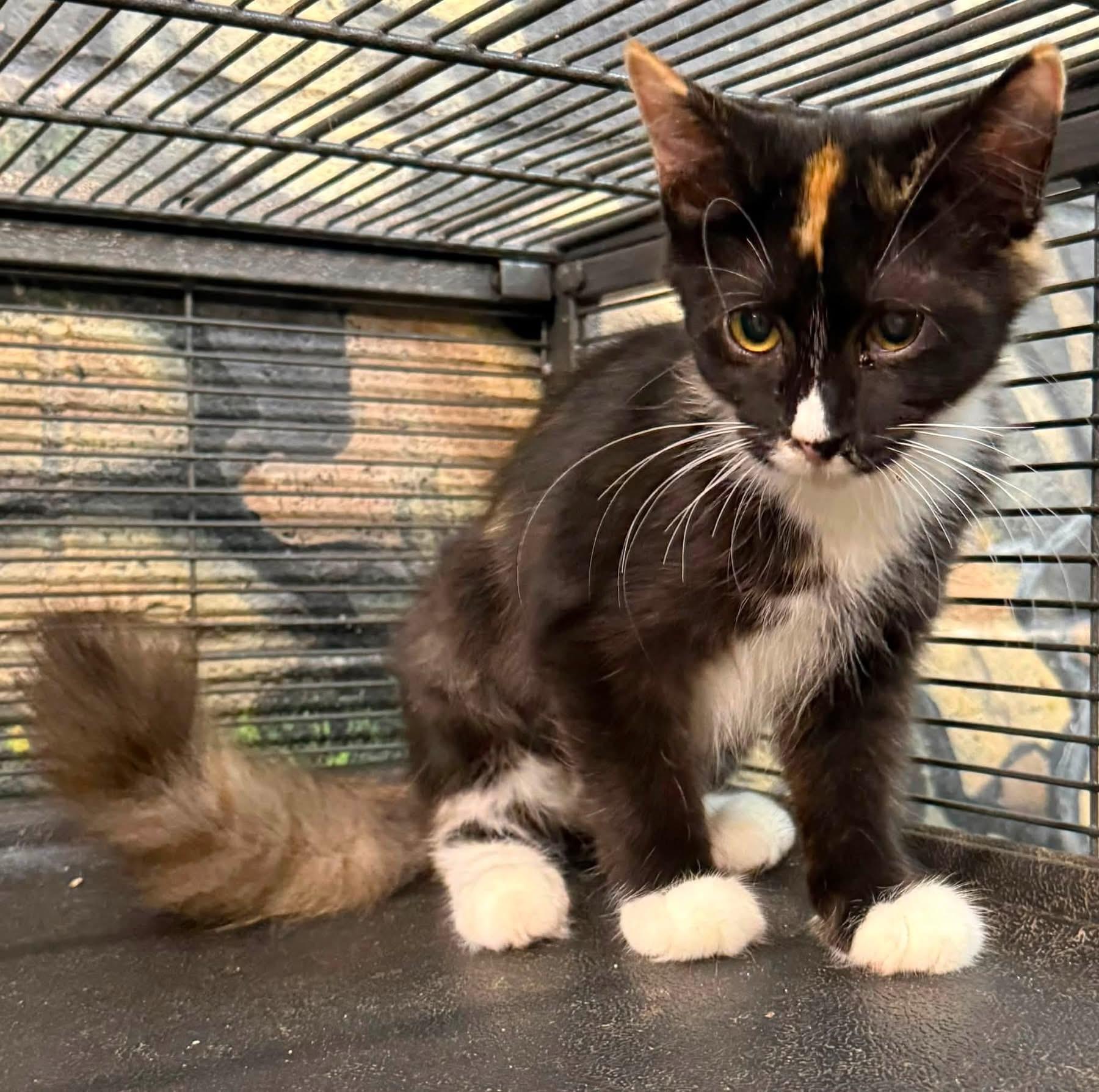 Enlarge Rikki MH kitten calico, a Adoptable mixed breed in Jackson, GA image 4/5