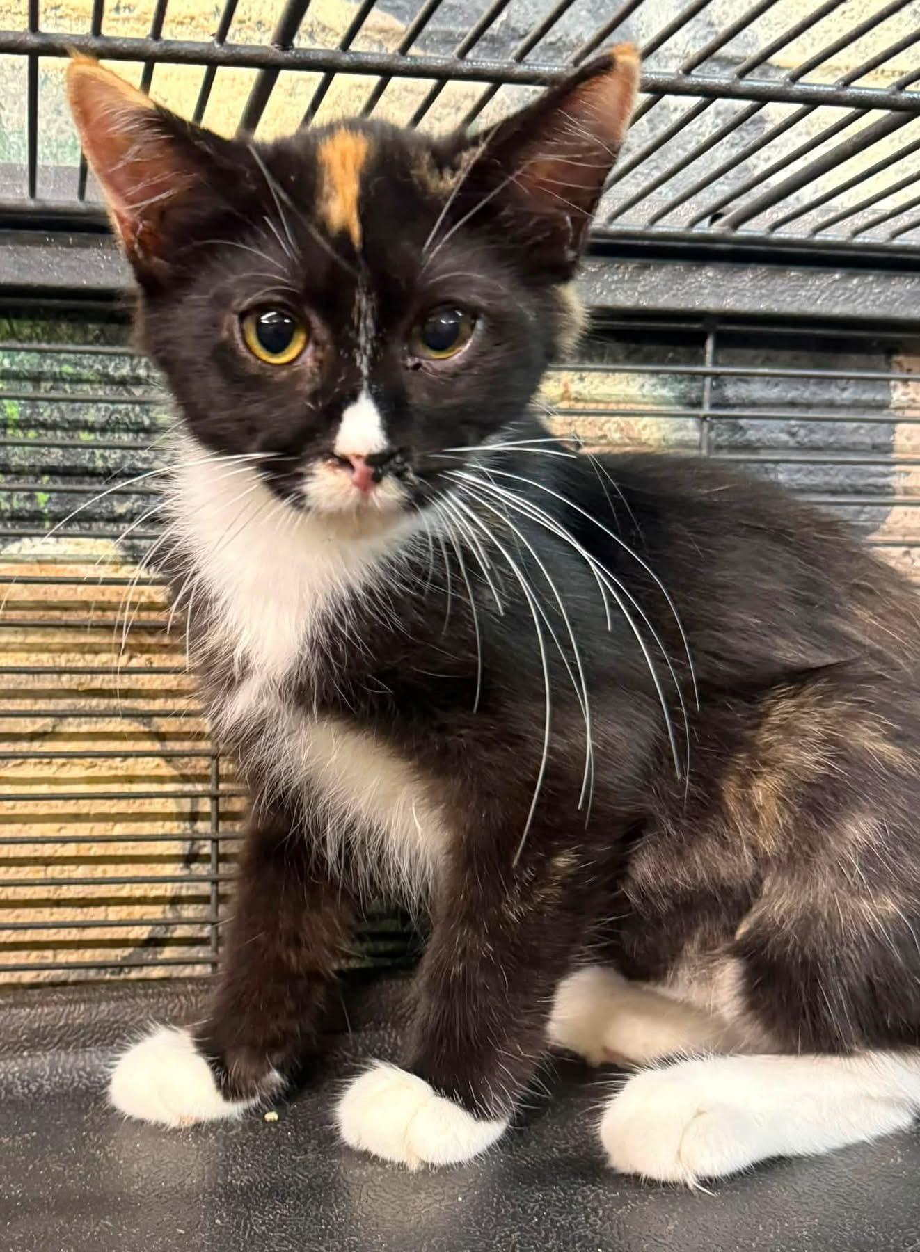Enlarge Rikki MH kitten calico, a Adoptable mixed breed in Jackson, GA image 3/5