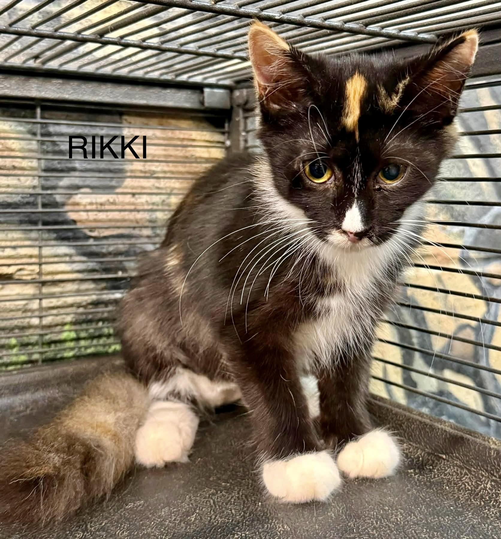 Enlarge Rikki MH kitten calico, a Adoptable mixed breed in Jackson, GA image 1/5