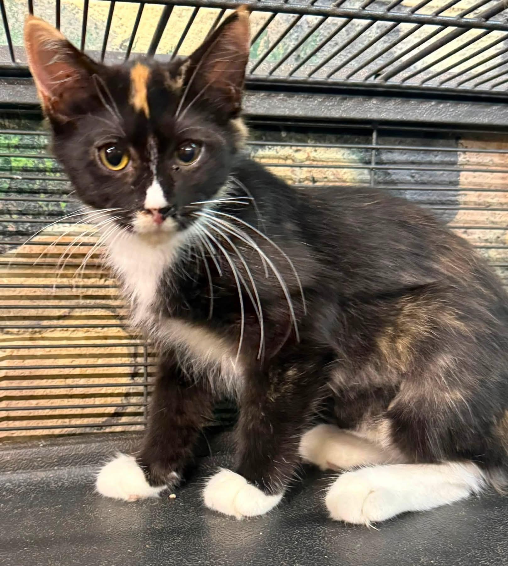 Enlarge Rikki MH kitten calico, a Adoptable mixed breed in Jackson, GA image 5/5