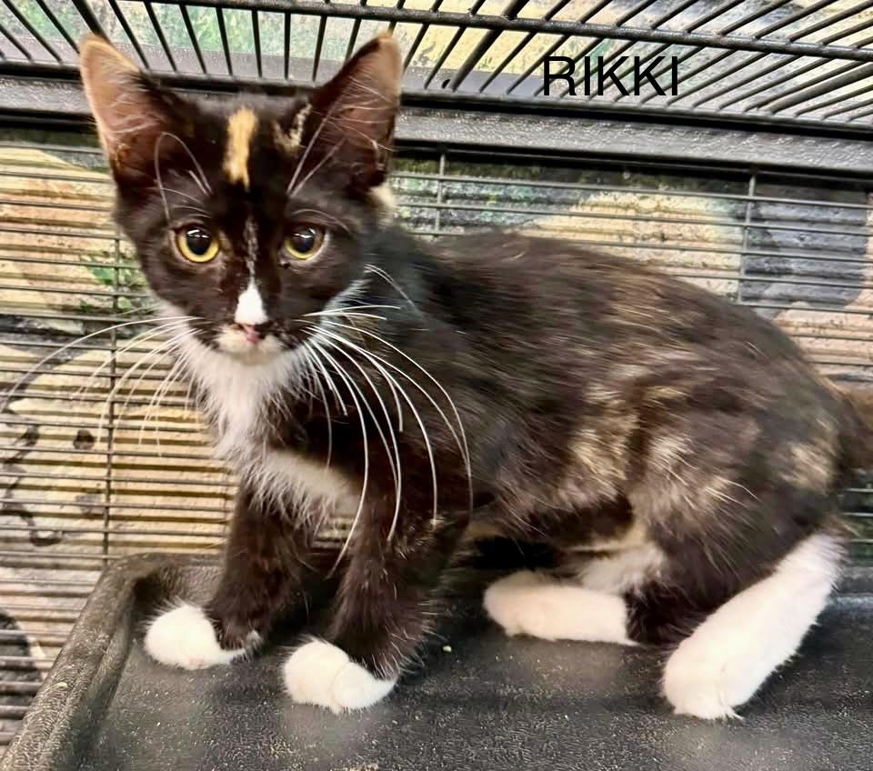 Enlarge Rikki MH kitten calico, a Adoptable mixed breed in Jackson, GA image 2/5