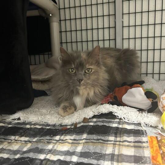 MeeMaw, a Adoptable Domestic Long Hair in Waynesville, NC image 1/6