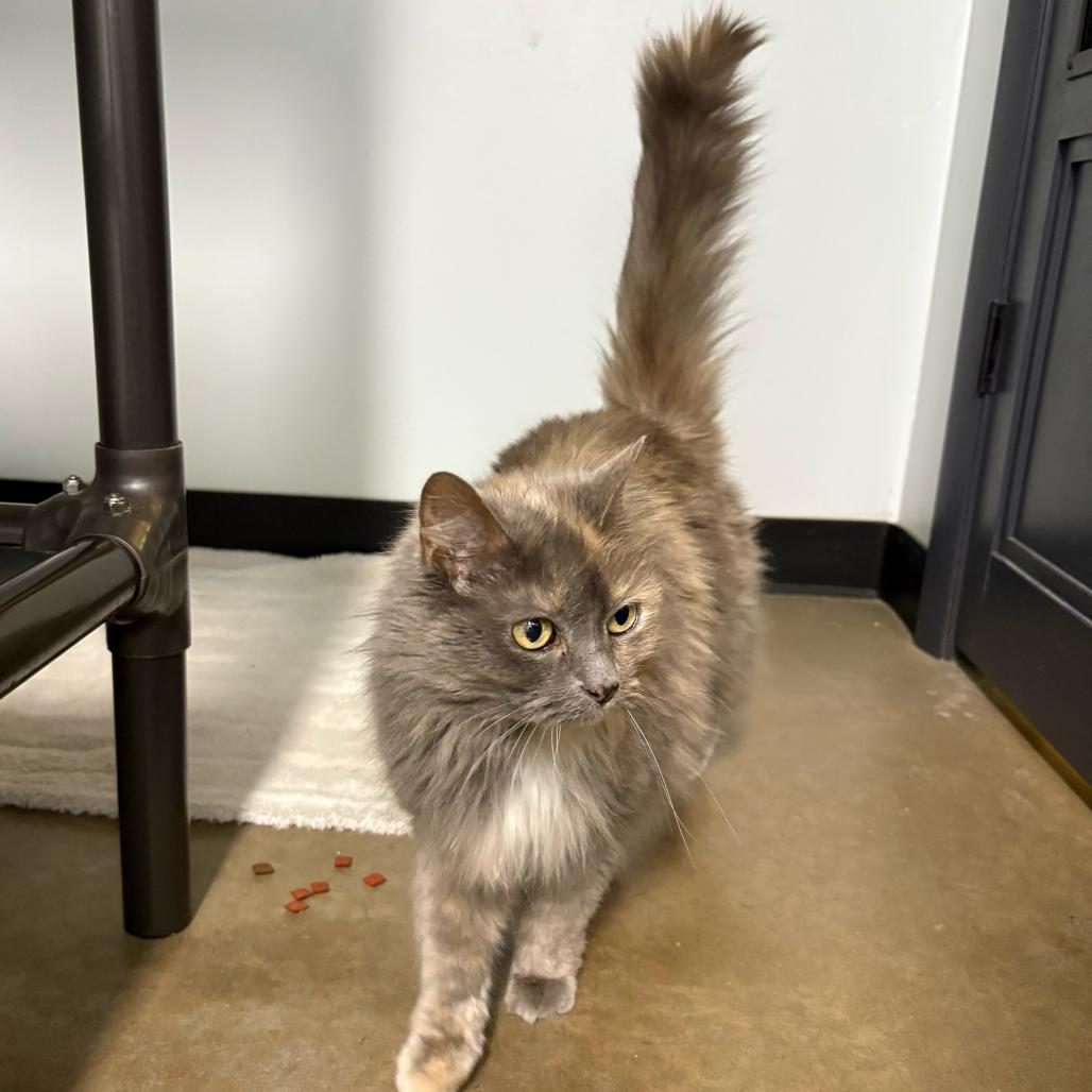 MeeMaw, a Adoptable Domestic Long Hair in Waynesville, NC image 2/6