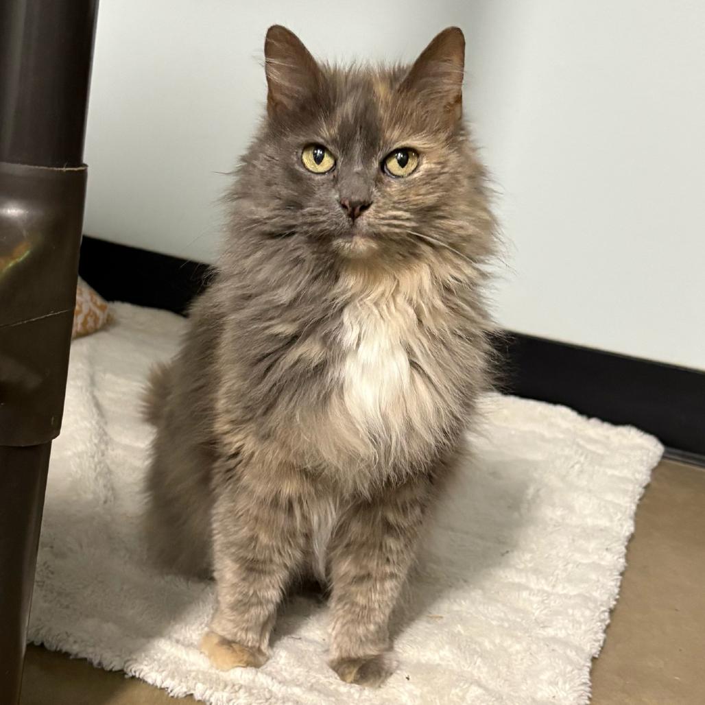 MeeMaw, a Adoptable Domestic Long Hair in Waynesville, NC image 3/6