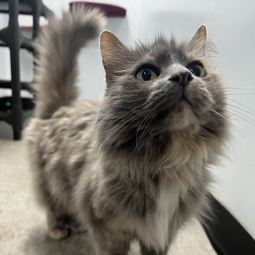 MeeMaw, a Adoptable Domestic Long Hair in Waynesville, NC image 4/6