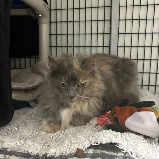 MeeMaw, a Adoptable Domestic Long Hair in Waynesville, NC image 5/6