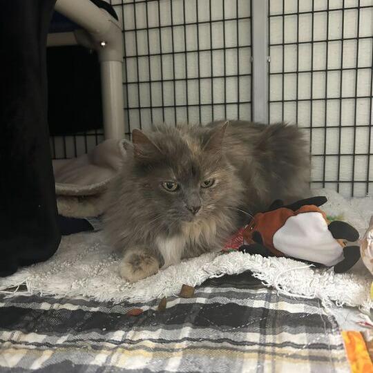 MeeMaw, a Adoptable Domestic Long Hair in Waynesville, NC image 6/6