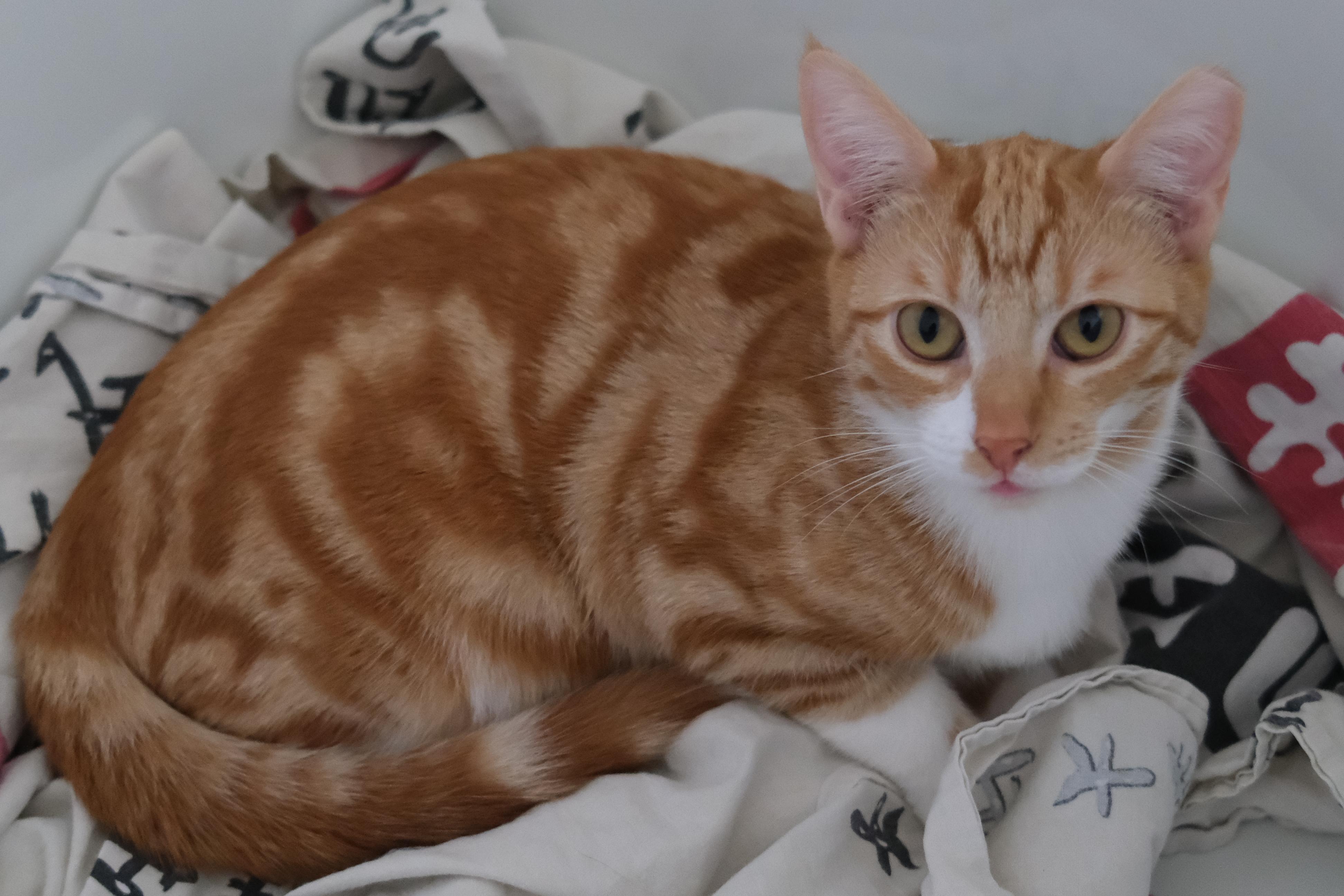 Enlarge Nacho, a ADOPTABLE Domestic Short Hair in Union City, CA image 2/3