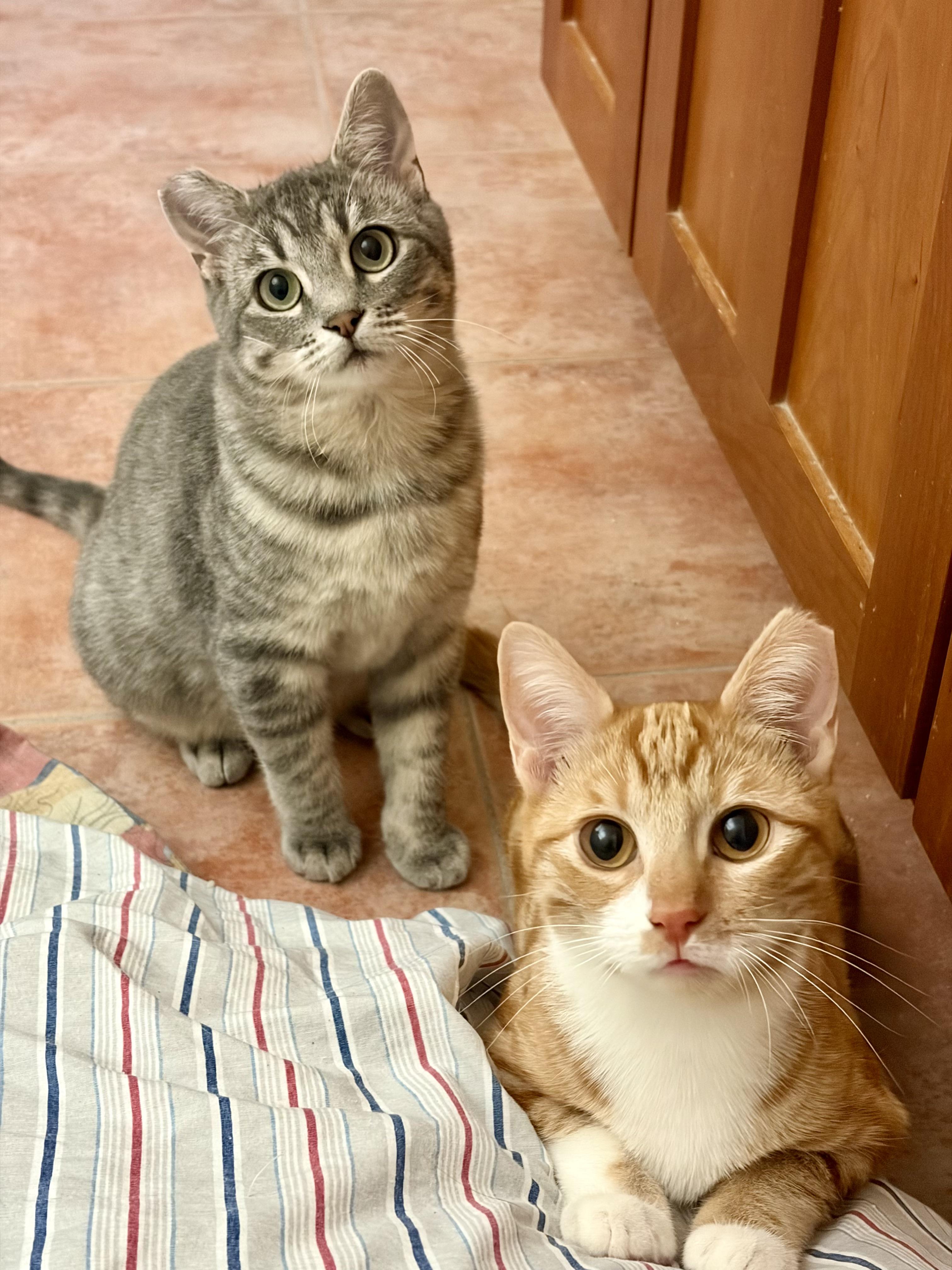 Enlarge Nacho, a ADOPTABLE Domestic Short Hair in Union City, CA image 1/3
