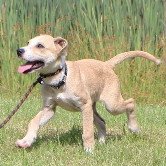 LOLO In NY to meet & greet! Labrador Retriever Dog