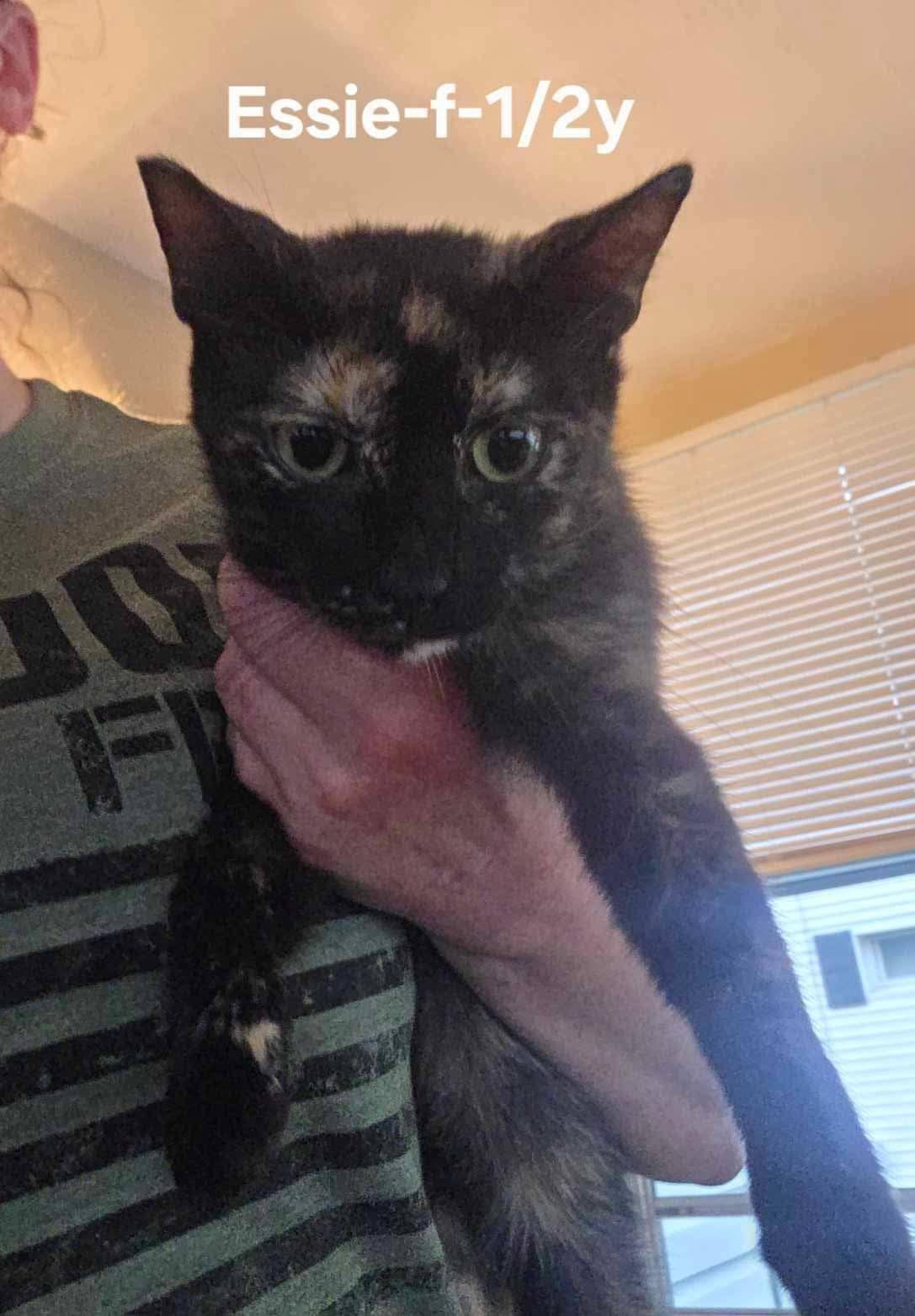 Enlarge Essie, a Adoptable Domestic Short Hair in Clymer, PA image 5/6