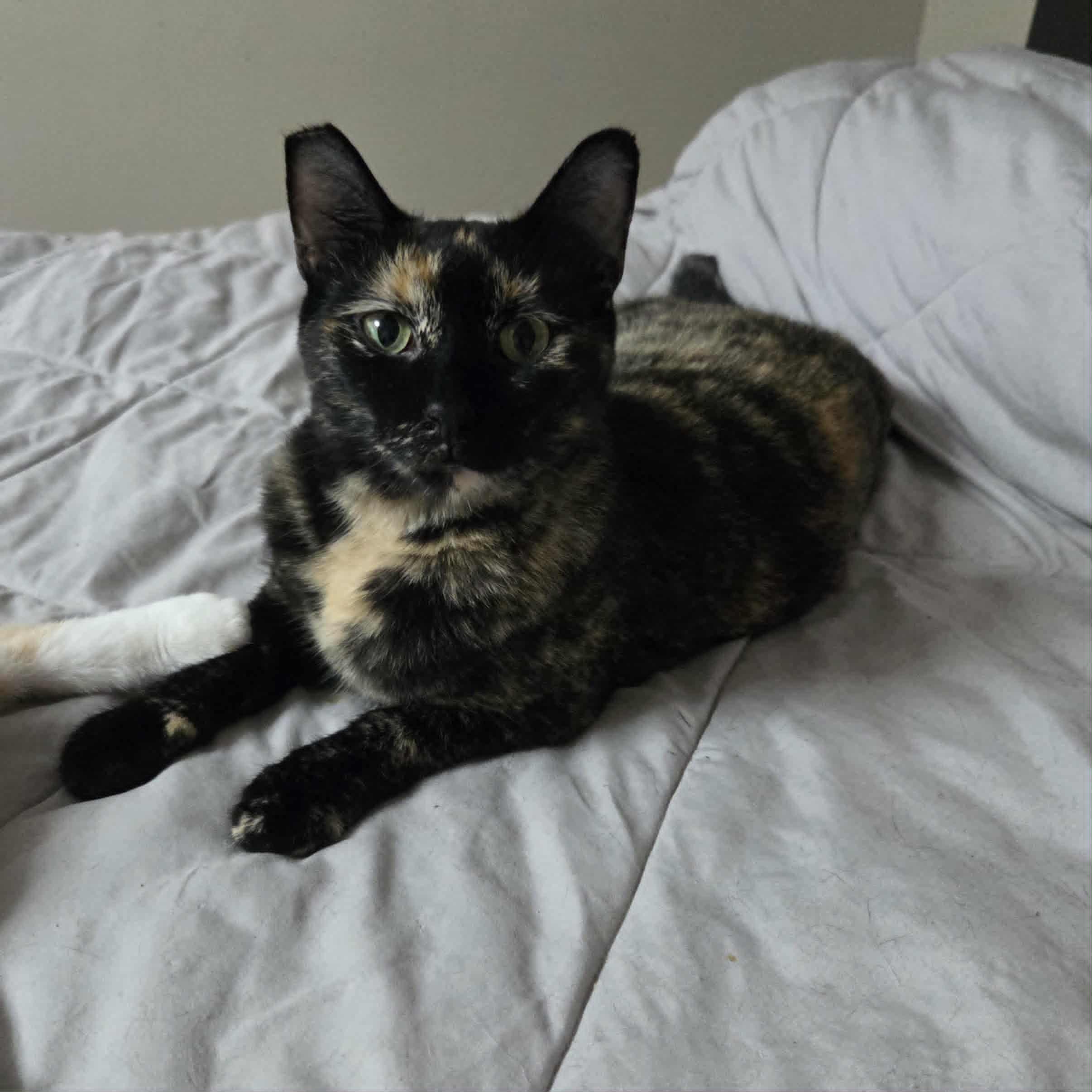 Enlarge Essie, a Adoptable Domestic Short Hair in Clymer, PA image 6/6