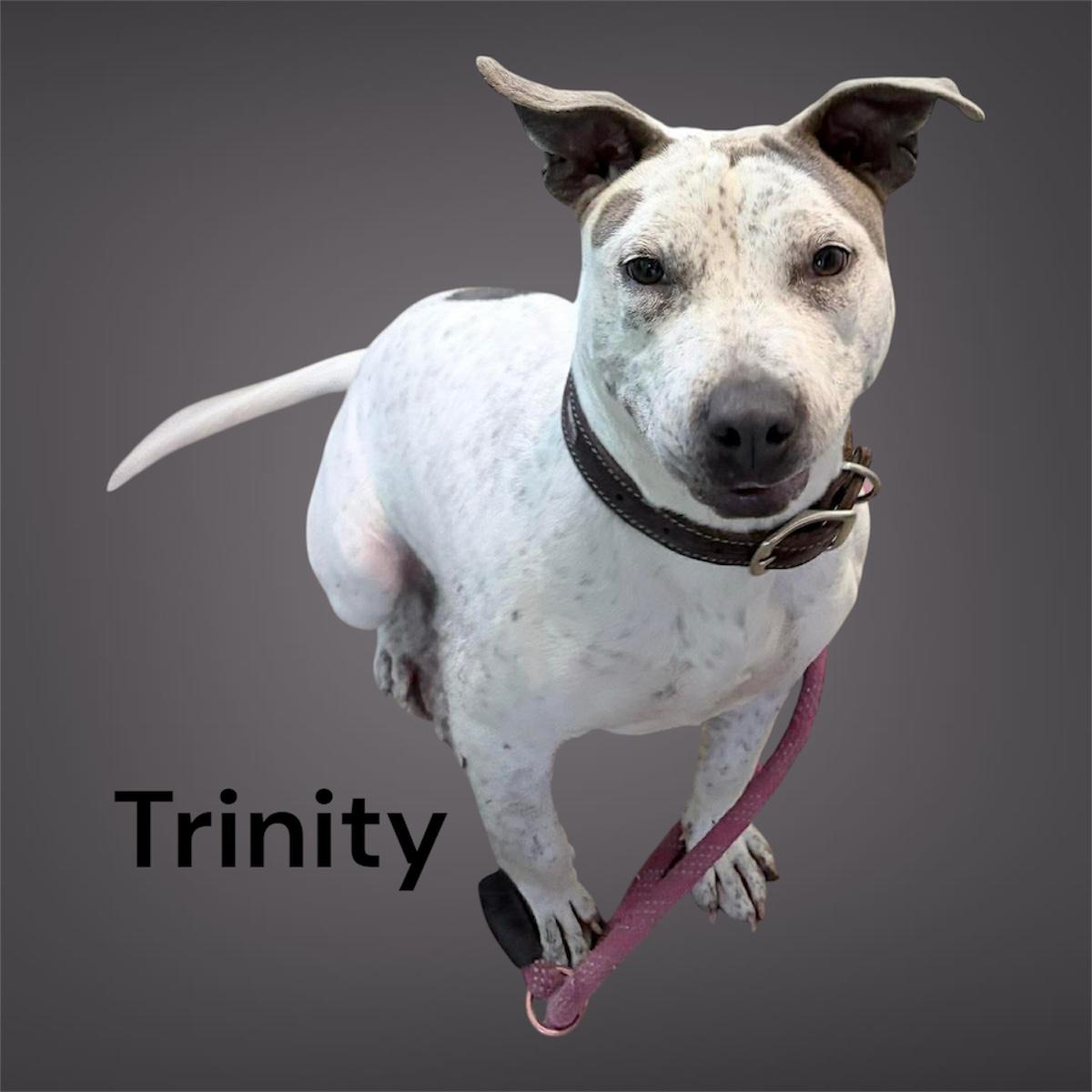 Enlarge Tritny, a ADOPTABLE Mixed Breed in Rayne, LA image 1/4