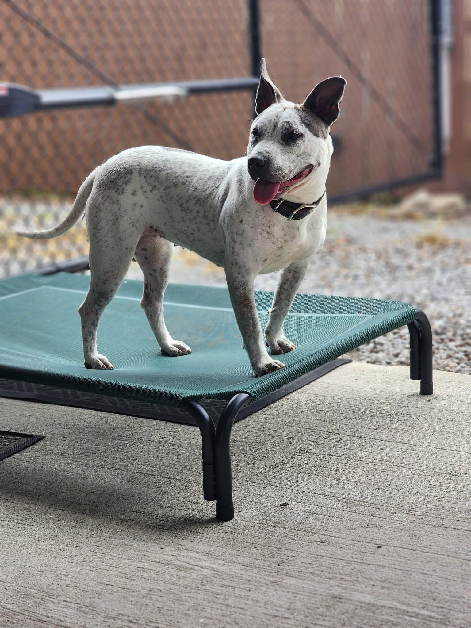 Enlarge Tritny, a ADOPTABLE Mixed Breed in Rayne, LA image 2/4