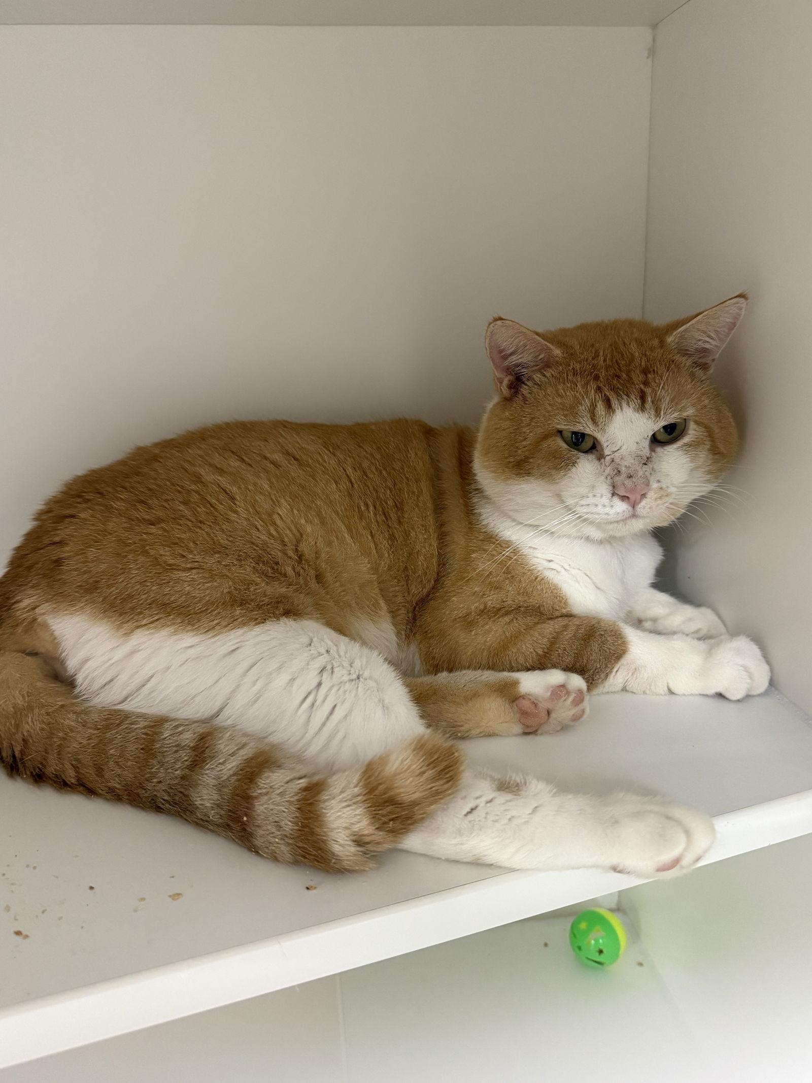 Geronimo CC — thumbnail 2