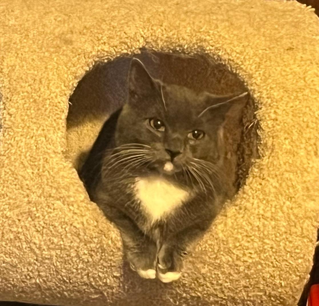 Gemma - a (boy) cats cat!!, a ADOPTABLE mixed breed in Marysville, WA image 1/5