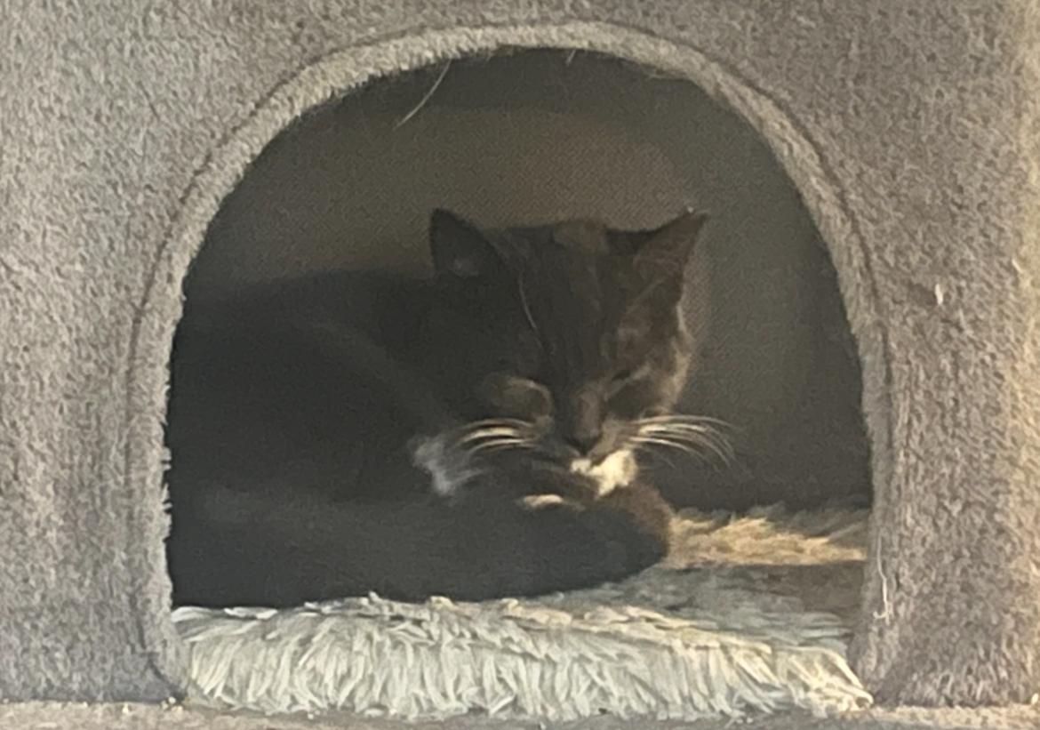 Gemma - a (boy) cats cat!!, a ADOPTABLE mixed breed in Marysville, WA image 3/5