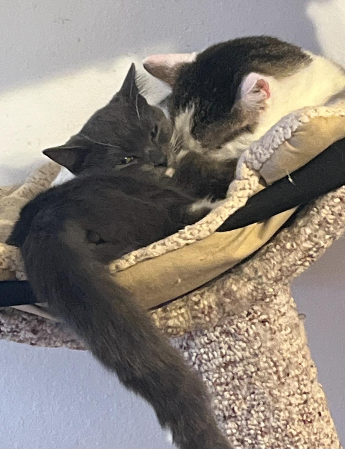 Gemma - a (boy) cats cat!!, a ADOPTABLE mixed breed in Marysville, WA image 5/5