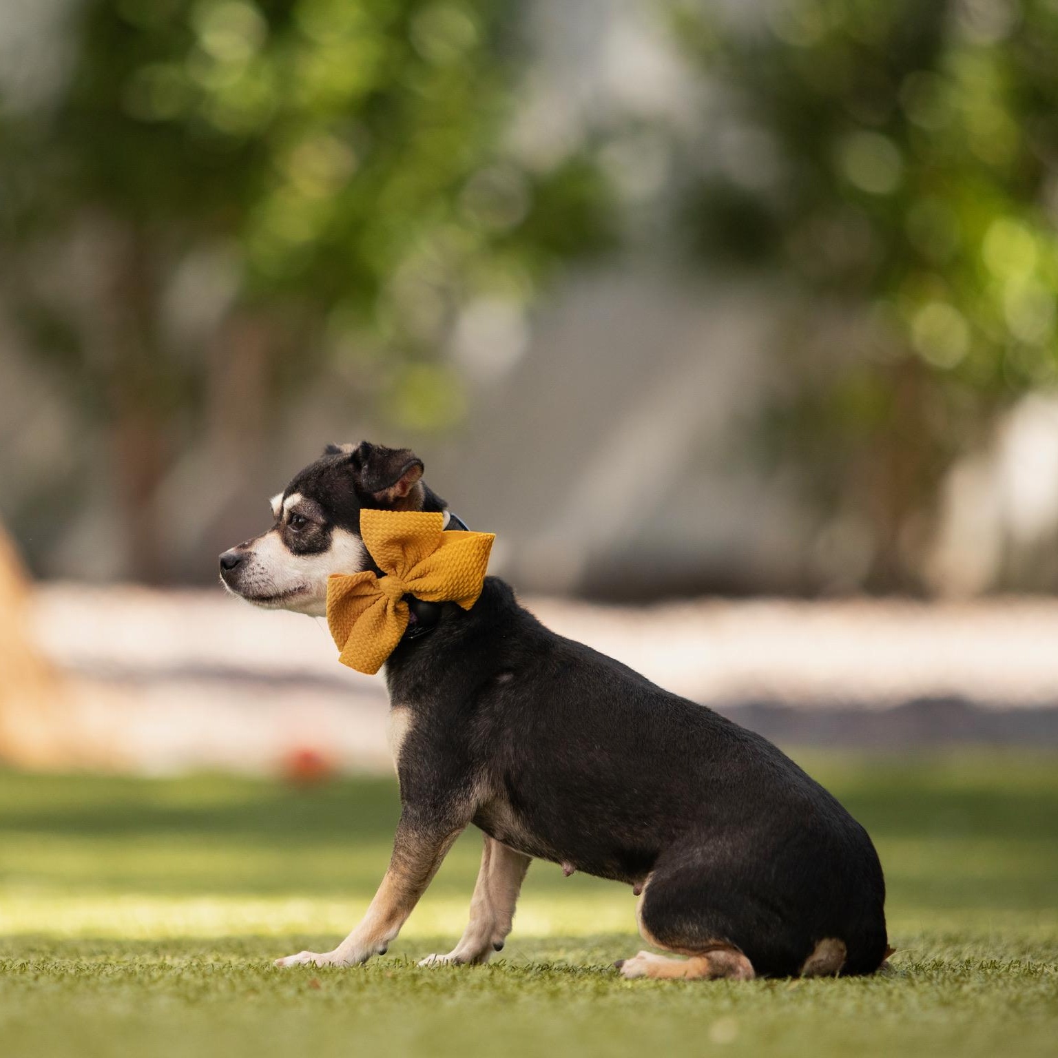 Vienna, ADOPTABLE, Adult Female Chihuahua.