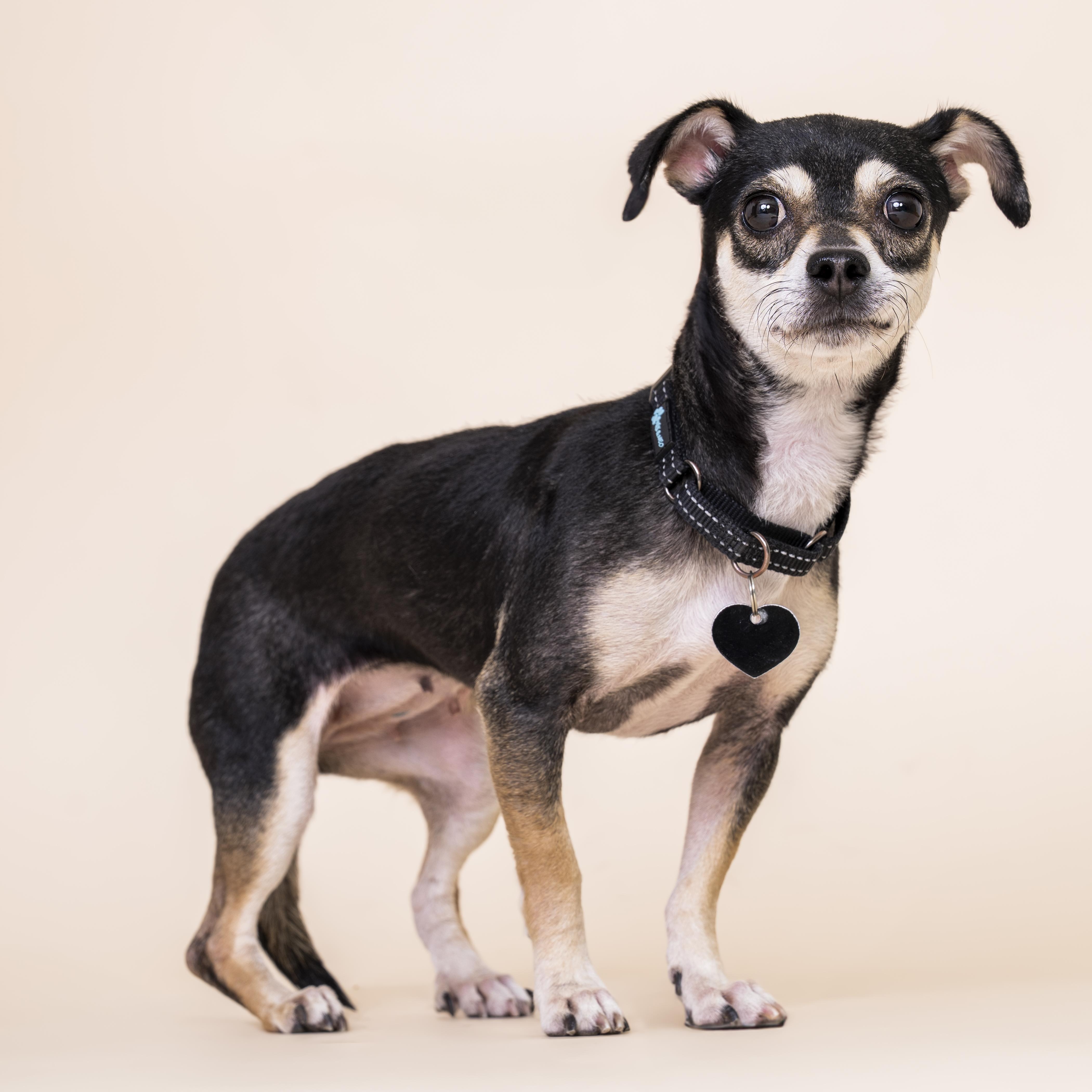 Enlarge Vienna, a ADOPTABLE mixed breed in Scottsdale, AZ image 2/5