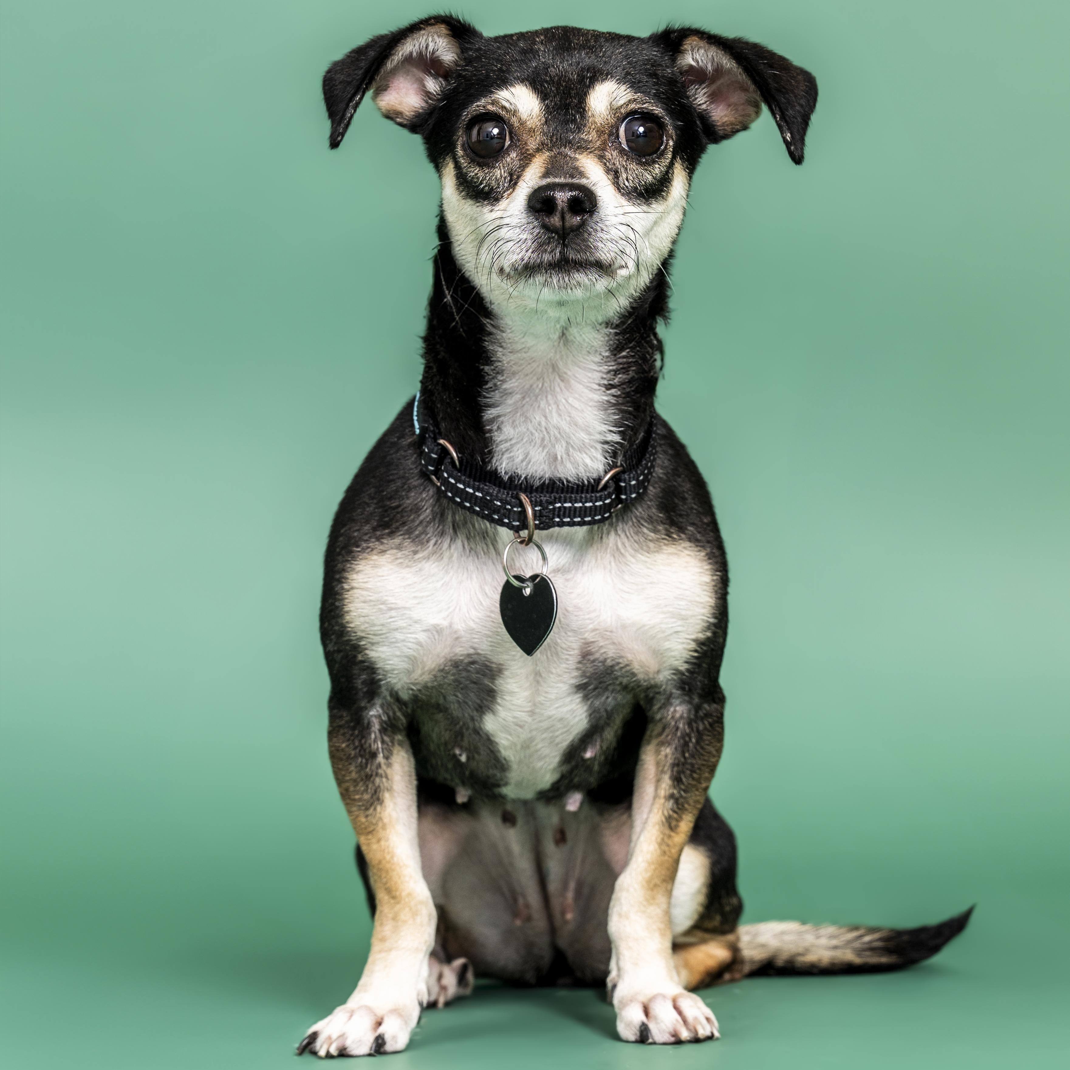 Enlarge Vienna, a ADOPTABLE mixed breed in Scottsdale, AZ image 4/5