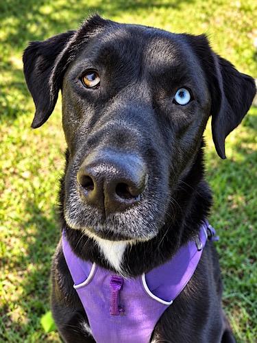 Enlarge Marley 34, a Adoptable mixed breed in Killingworth, CT image 4/6