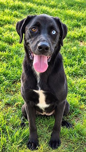 Enlarge Marley 34, a Adoptable mixed breed in Killingworth, CT image 1/6