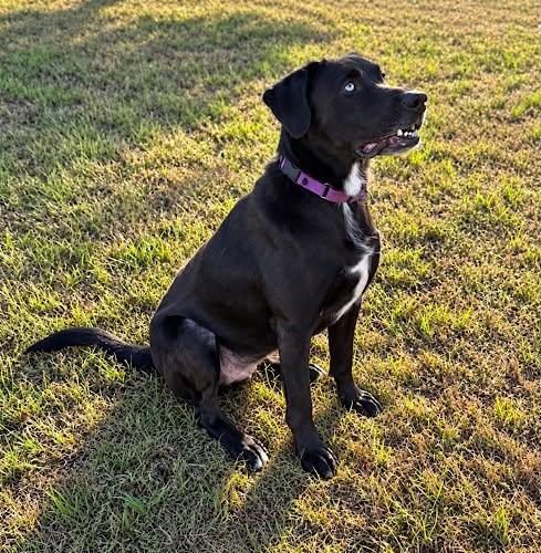Enlarge Marley 34, a Adoptable mixed breed in Killingworth, CT image 5/6