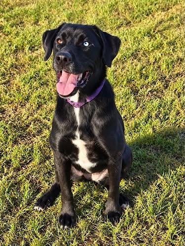 Enlarge Marley 34, a Adoptable mixed breed in Killingworth, CT image 3/6