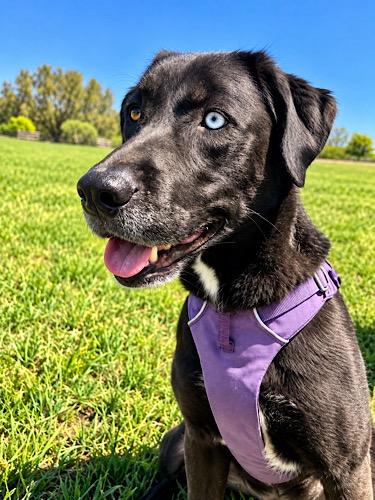 Enlarge Marley 34, a Adoptable mixed breed in Killingworth, CT image 2/6