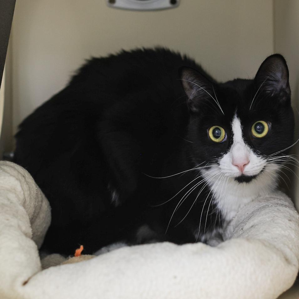 Xeno — thumbnail 2