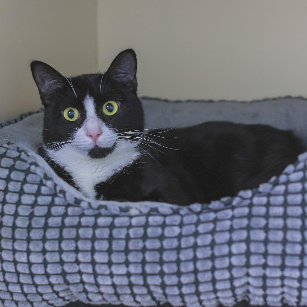 Xeno — thumbnail 3